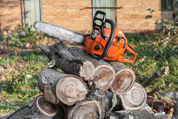 Best Emergency Storm Tree Removal  in Citrus Hills, FL